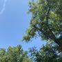Redd's Tree Service