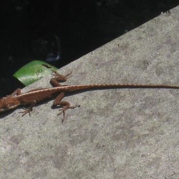 Barataria Preserve - Lizard on the trail. - Parks Near Me - Marrero, Louisiana Barataria Preserve - Lizard on the trail. - Parks Near Me - Marrero, Louisiana