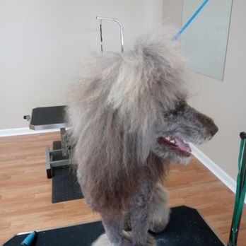 Pawsitively Radiant - Ms. Star before her spa day - Pet Groomers Near Me - Port Charlotte, Florida Pawsitively Radiant - Ms. Star before her spa day - Pet Groomers Near Me - Port Charlotte, Florida