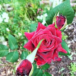 Buds & Blooms Nursery & Gardens