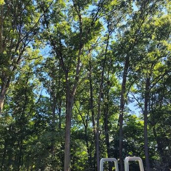 The Wood Shop Tree Service - Perfect job. - Tree Services Near Me