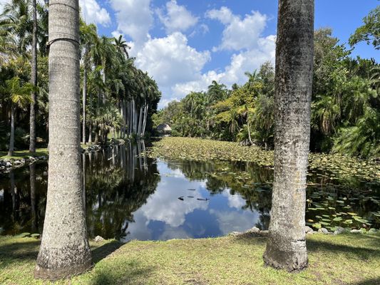 ORCHID SHOW - FORT LAUDERDALE ORCHID SOCIETY - Updated January 2025