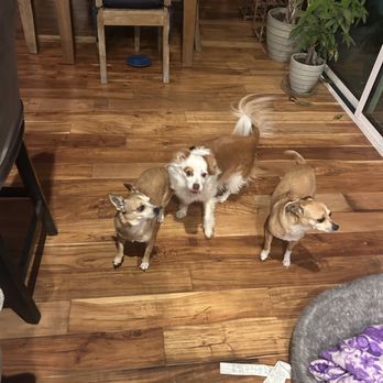 Paws and All AZ - Pet Sitting Near Me - Glendale, Arizona Paws and All AZ - Pet Sitting Near Me - Glendale, Arizona