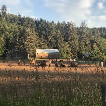 Last Chance Camp Equine Rest Stop - The elk doing their daily grazing - Hotels Near Me - Forks, Washington Last Chance Camp Equine Rest Stop - The elk doing their daily grazing - Hotels Near Me - Forks, Washington