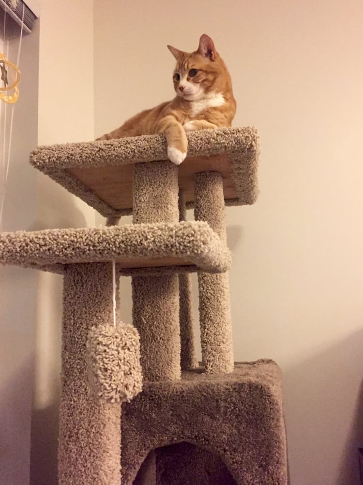 recarpeting cat tree