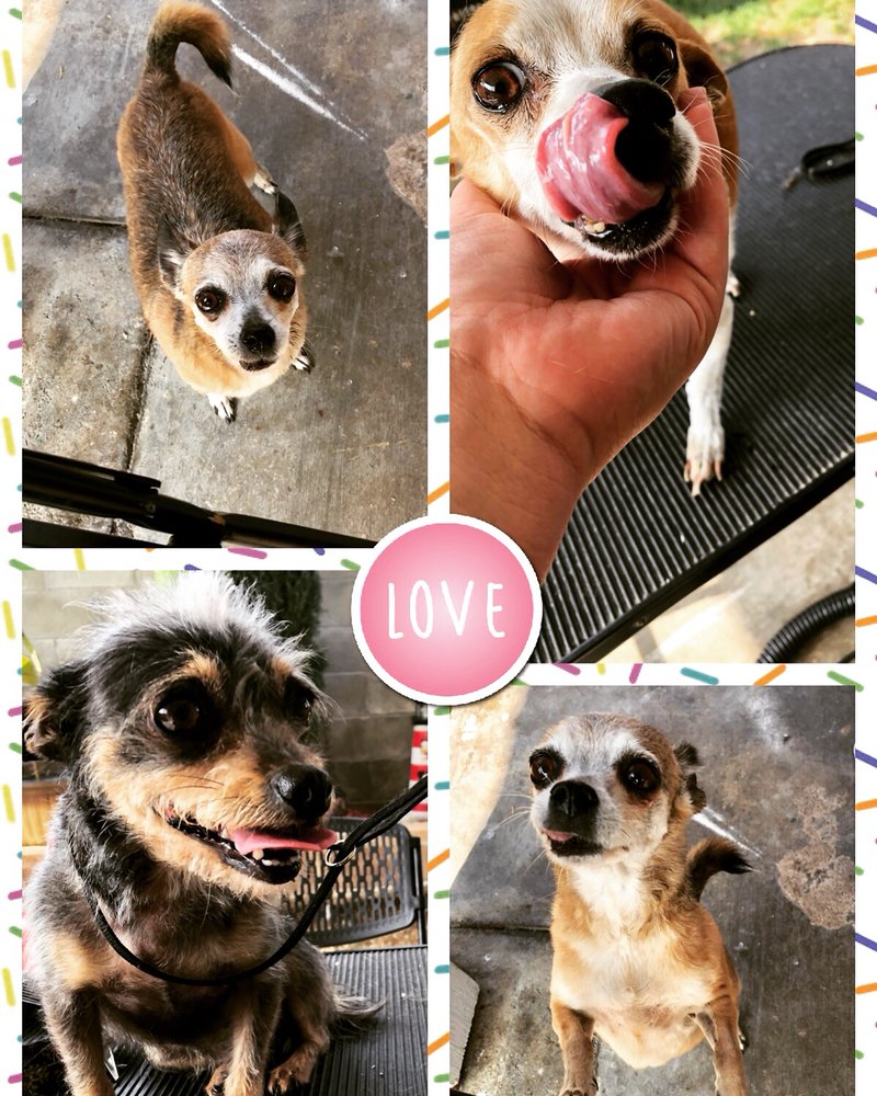 THE FURRY AND THE FABULOUS PET GROOMING Updated Jun 2024 35 Photos