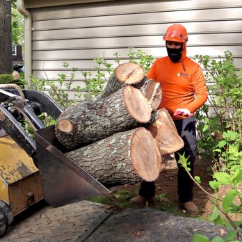 Galvan Tree Service - Tree Services Near Me - Glen Burnie, Maryland Galvan Tree Service - Tree Services Near Me - Glen Burnie, Maryland