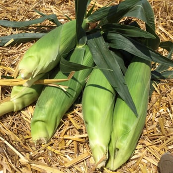 Linvilla Orchards - Freshly picked corn - Farmers Market Near Me - Media, Pennsylvania Linvilla Orchards - Freshly picked corn - Farmers Market Near Me - Media, Pennsylvania