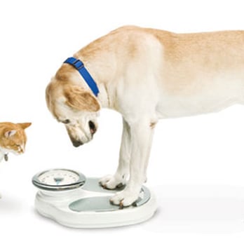 Beattie Pet Hospital - Ancaster - Grooming Supplies in Ancaster, ON - Veterinarians Near Me - Ancaster, Ontario Beattie Pet Hospital - Ancaster - Grooming Supplies in Ancaster, ON - Veterinarians Near Me - Ancaster, Ontario