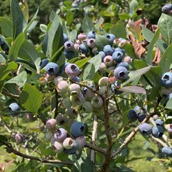Peppers Blueberry Hill Farm - Just incredible to see Mother Nature create something as beautiful and tasty as this