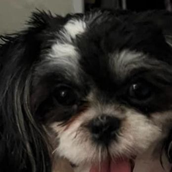 Googa Pet Grooming - Just picked her up from Googa grooming. Her face was not washed. She still had gunk in her eyes. This place is awful. Awful!!! - Pet Groomers Near Me - Covina, California Googa Pet Grooming - Just picked her up from Googa grooming. Her face was not washed. She still had gunk in her eyes. This place is awful. Awful!!! - Pet Groomers Near Me - Covina, California