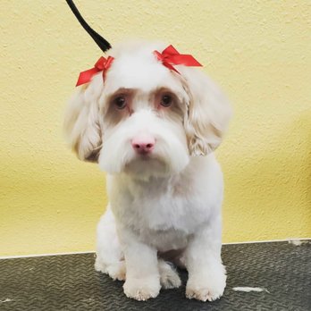 The Uptown Hound - Pet Groomers Near Me - Phoenix, Arizona
