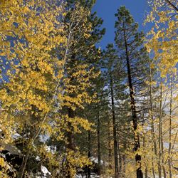 Tahoe City Lakeside Trail