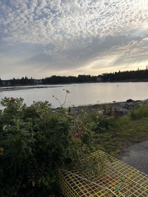 Archie's Lobster by null