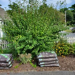 Roberto Affordable Land & Tree Service - BEFORE ... Shrub 1