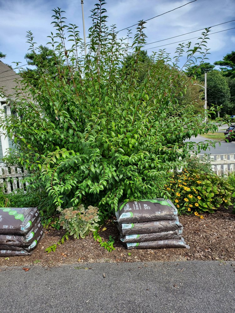 Roberto Affordable Land & Tree Service - tree service in Watertown , MA