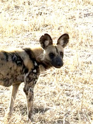 Overseas Adventure Travel by null