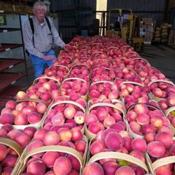 The Peach Basket