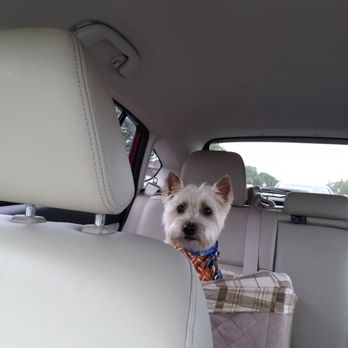 Shear Perfection - Pet Groomers Near Me - Willowbrook, Illinois