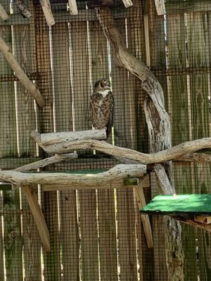 Wild Bird Sanctuary - Florida Keys Wild Bird Center by null