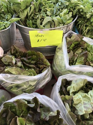 Cape Coral Farmers Market by null