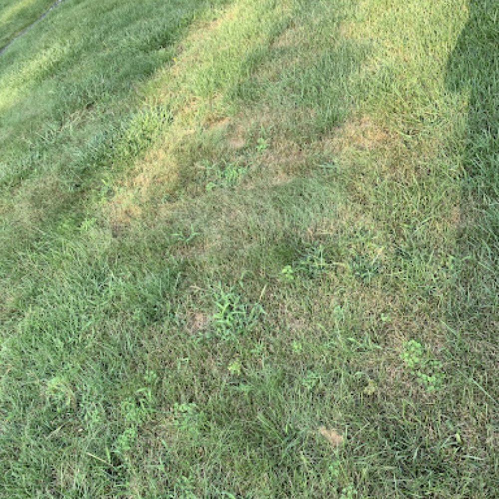 EcoTurf Lawn Care - Lawn Services Near Me - Sterling Heights, Michigan