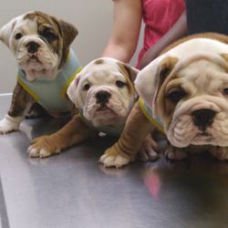 Eldridge Veterinary Clinic