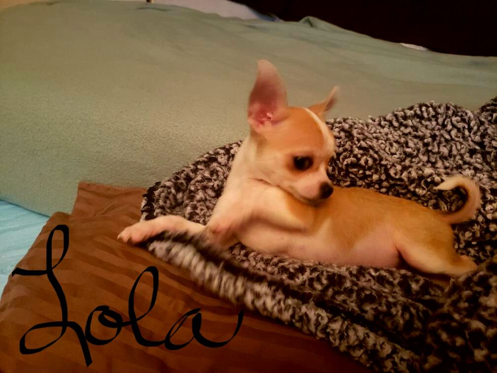 BIRD CAGE PET SHOP Pet Stores 2719 E Kanesville Blvd, Council