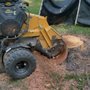 Stumpty Dumpty Stump Removal