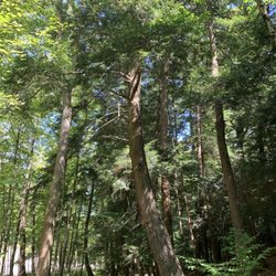 J.P. Nicely West Falls Memorial Park - Well shaded by large trees.
