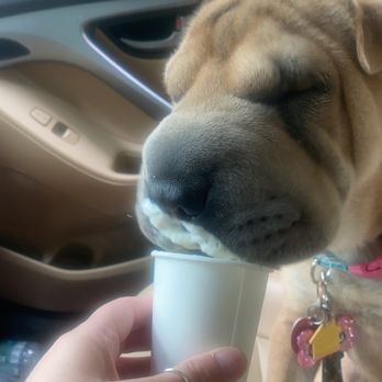 Carter’s Coffee Bar - Pup cup - Coffee & Tea Near Me - Quincy, Illinois