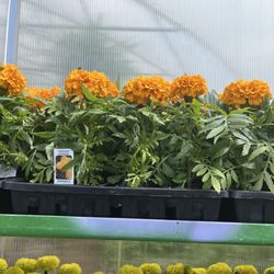 Route 174 Roadside Market - Their Marigold selection