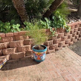 Kniffing's Discount Nursery - Summertime Blue - Nurseries & Gardening Near Me - El Cajon, California Kniffing's Discount Nursery - Summertime Blue - Nurseries & Gardening Near Me - El Cajon, California