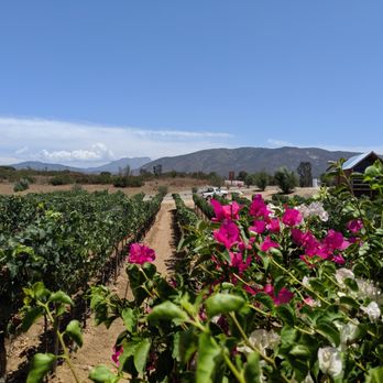 Baja Wine And Dine Tours - Wineries Near Me