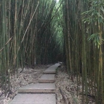 Hike Maui - National Forest- bamboo section of hike - Tours Near Me - Kahului, Hawaii Hike Maui - National Forest- bamboo section of hike - Tours Near Me - Kahului, Hawaii