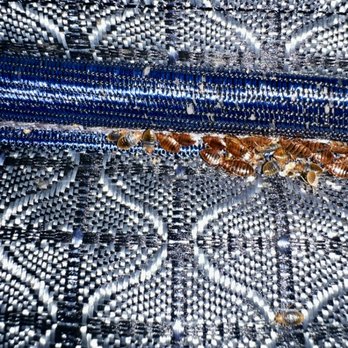 Northwest Bedbug Company - Bedbugs - Pest Control Near Me - Post Falls, Idaho Northwest Bedbug Company - Bedbugs - Pest Control Near Me - Post Falls, Idaho