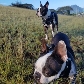 Windward Pet Nanny - Out for nice walk with Bonnie! - Pet Sitting Near Me Windward Pet Nanny - Out for nice walk with Bonnie! - Pet Sitting Near Me