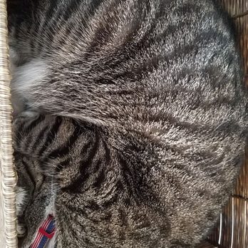 Pounce Cat Cafe - Cats will fall asleep in any basket or box they can find. Haha. - Pet Adoption Near Me - Charleston, South Carolina Pounce Cat Cafe - Cats will fall asleep in any basket or box they can find. Haha. - Pet Adoption Near Me - Charleston, South Carolina
