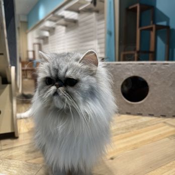 Cat Cafe Moff - Puna the supposedly approachable cat scratched up her face - Themed Cafes Near Me - Honolulu, Hawaii