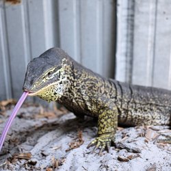 Crazy Critters