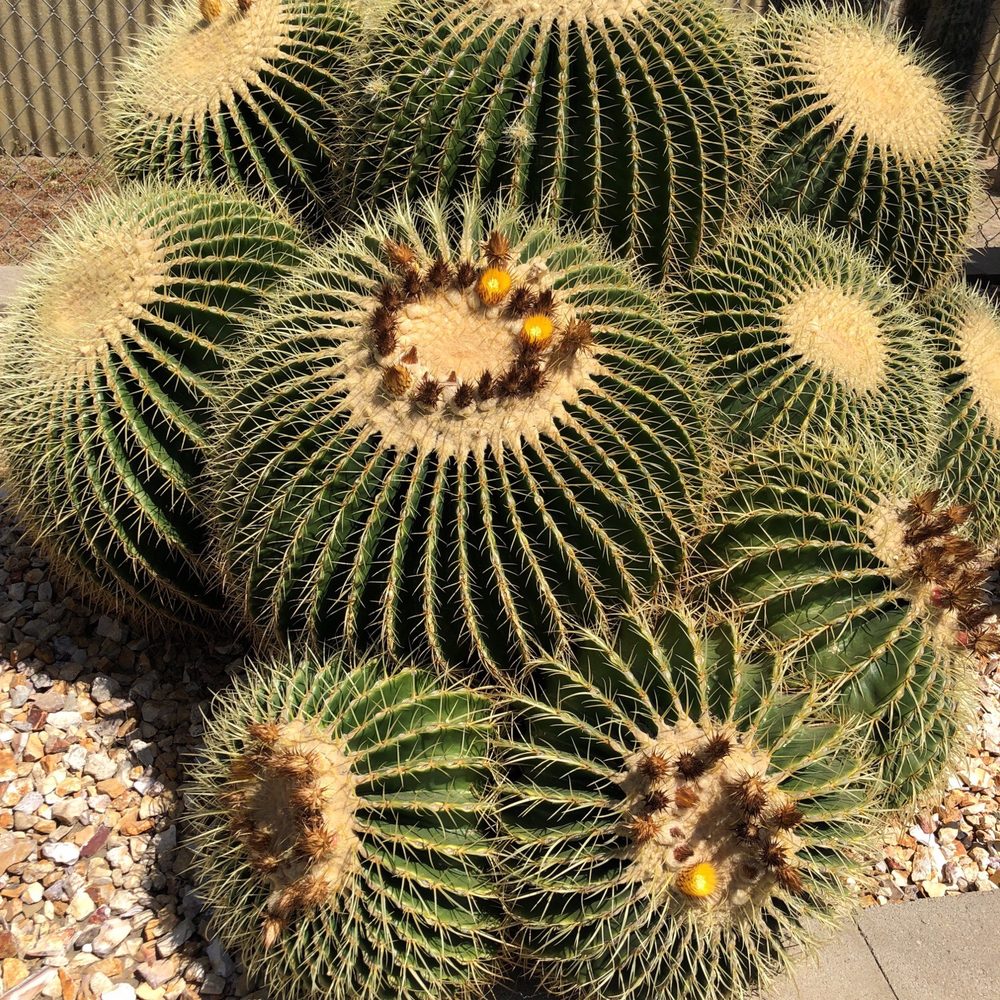 Poot's Cactus Nursery - Nurseries & Gardening Near Me - Ripon, California Poot's Cactus Nursery - Nurseries & Gardening Near Me - Ripon, California