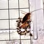 Photo of Armored Exterminators