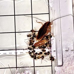 Armored Exterminators - Adult German cockroach laid her egg (ootheca) on glueboard and caught all of the babies (nymphs)