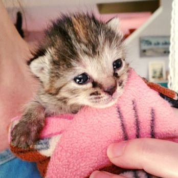 IndyHumane - Wren is 2.5 weeks old now and doing great! - Animal Shelters Near Me - Indianapolis, Indiana IndyHumane - Wren is 2.5 weeks old now and doing great! - Animal Shelters Near Me - Indianapolis, Indiana