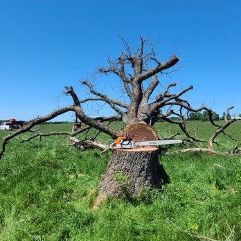 Vital Tree Solutions - Tree Services Near Me - West Monroe, Louisiana Vital Tree Solutions - Tree Services Near Me - West Monroe, Louisiana