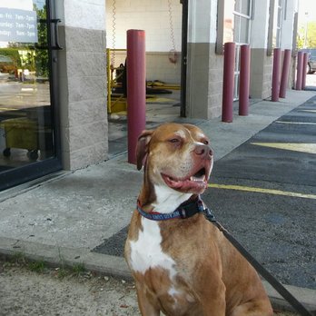 Jiffy Lube - Spike, #1 Jiffy Lube dog! #jiffylube #romeoville - Oil Change Stations Near Me - Romeoville, Illinois Jiffy Lube - Spike, #1 Jiffy Lube dog! #jiffylube #romeoville - Oil Change Stations Near Me - Romeoville, Illinois