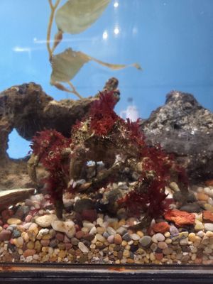 Central Coast Aquarium by null