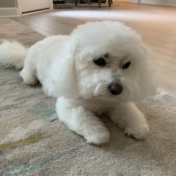 Adore Mobile Pet Spa - My dog Lacy relaxing after her grooming. - Pet Groomers Near Me - Durham, North Carolina