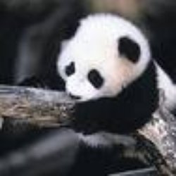 Bamboo Chinese Takeaway