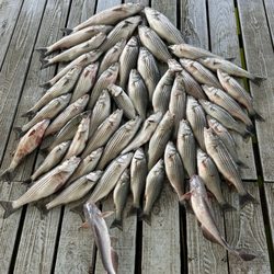 Adventure Texoma - Our catch!